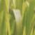 Indian Fragrance Oil