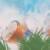 Indian Fragrance Oil