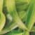 Indian Fragrance Oil